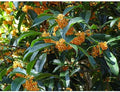 (1) - Apricot Echo Orange Tea Olive - Starter Plant (L4) (1 Plant) by New+Life+Nursery+%26+Garden