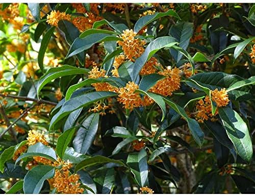 (1) - Apricot Echo Orange Tea Olive - Starter Plant (L4) (1 Plant) by New+Life+Nursery+%26+Garden