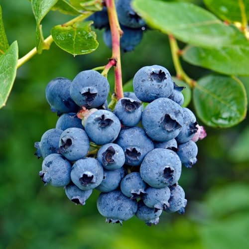 Northern Highbush Blueberry Live Plant, Blueberry Bushes, 4-7 Inch Tall - Image 3