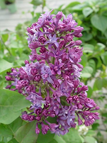 Syringa X hya. 'Royal Purple' (Lilac) Shrub, purple flowers, #3 - Size Container - Image 2