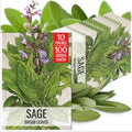 Seed Needs Broad Leaved Sage Seeds to Plant an Herb Garden - 10 Packs by SeedNeeds
