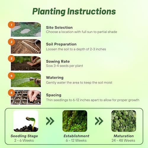 Outsidepride Perennial Dichondra Emerald Falls Seed - 30 Pcs Drought & Heat Tolerant, Low-Growing, Ground Cover Seeds for Planting Lush Green Ground Cover for Gardens, Pathways & Container Planting - Image 4