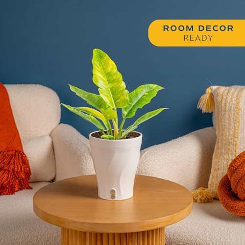 Costa Farms Ring of Fire Philodendron, Live Indoor Plant, Tropical - Image 2