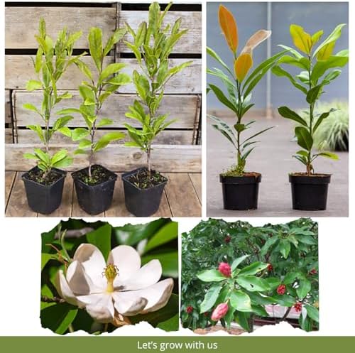 Sweetbay Magnolia Tree Plant Live, Ornamental Tree, 6-12 Inch Tall - Image 3