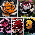 Rose Flower Seeds for Planting, 280+ Mixed Rose Seeds, Perennial Flowers, Non-GMO Heirloom Bush Vine Seed for Garden Bonsai by Unknown