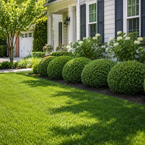 Green Mountain Boxwood | 10 Live Plants | Buxus sempervirens ‘Green Mountain’ | Evergreen Privacy Shrub | Compact Formal Garden Plants - Image 2