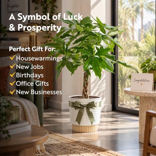 Costa Farms Money Tree Live Indoor Plant, Pet Friendly, 3-4 Ft. Tall - Image 4