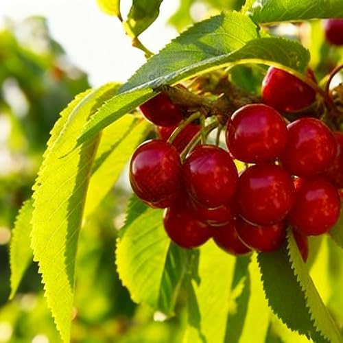 Bonsai Fruit Tree Mix Seeds for Planting, Lemon 40, Apple 42, Cherry 20, Orange 40, Blueberry 20 Seeds, 5 Variety Fruit Tree Seed for Home Bonsai Outdoor, Heirloom Non-GMO - Image 5