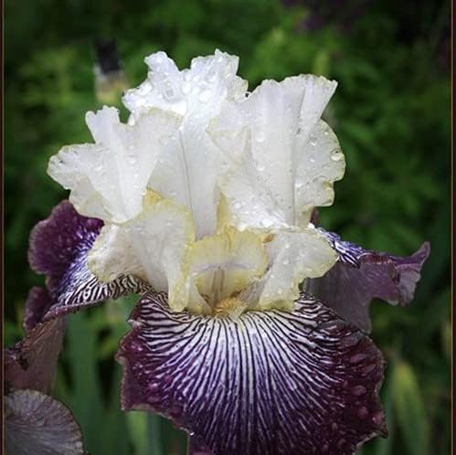 35 Mixed Iris Heirloom Seeds for Planting - Image 4