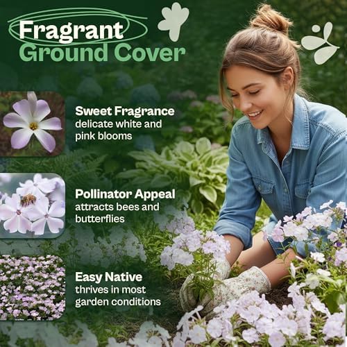 SVI 1500 Mountain Phlox Seeds (Linanthus grandiflorus) – Ground Cover Phlox Seed Packets Bulk, Sweet Fragrance Flower Garden – Heirloom Annual Purple Flower Seeds for Outdoor Garden, Containers - Image 3