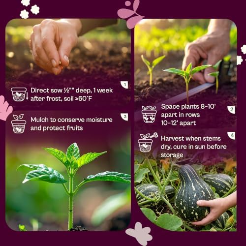 SVI 35 Cushaw Green Striped Pumpkin Seeds (Cucurbita mixta) – Cushaw Squash, Non GMO Winter Squash Seed Packets – Heirloom Vegetable Seeds for Planting Outdoors in Home Garden & Raised Beds - Image 5