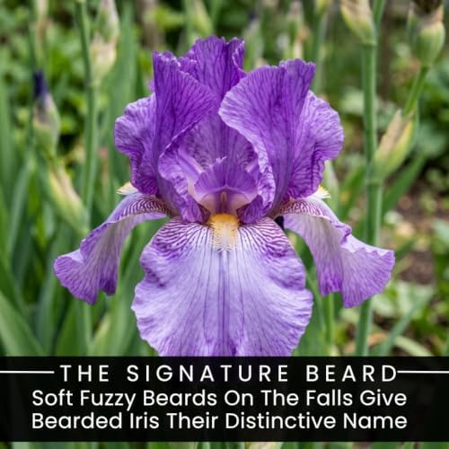 6 Bearded Iris Rhizomes | Mixed Color Perennial Flowers for Garden Borders - Image 3
