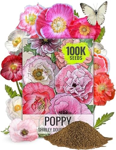 Seed Needs Poppy Seeds to Plant Shirley Double Mix 100,000 Seeds Bulk Pack by SeedNeeds