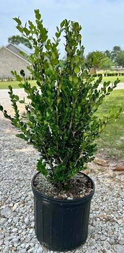 Wintergreen Boxwood Live Plant, 3 Gallon, Evergreen Hedge Shrub - Image 4