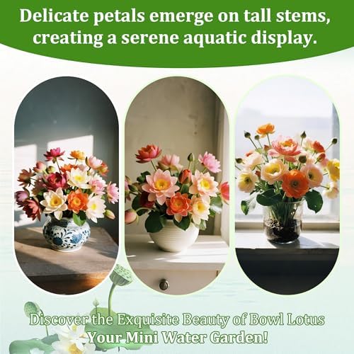 160Pcs Mixed Lotus Seeds for Planting in Water, Colorful Bowl Flower Seeds for Ponds, Bonsai, Indoor Water Gardens, Easy Grow Water Lily - Image 4