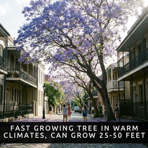 50 Jacaranda Tree Seeds | Jacaranda Mimosifolia Flowering Tree Seeds - Image 5