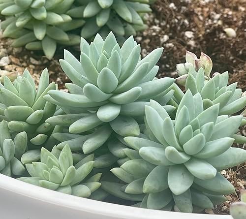 Blue Burrito Sedeveria Live Succulent Plant, Fully Rooted, 4 Inch Pot - Image 5