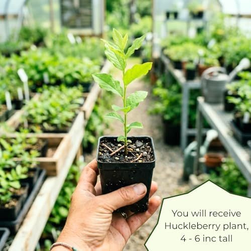 Huckleberry Live Plant, Edible Berry Plant, 3-5 Inch Tall, 4 Inch Pot - Image 5