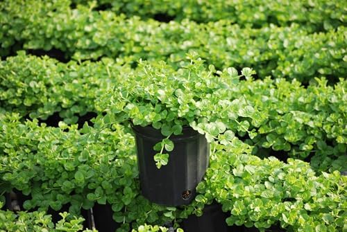 Perennial Farm Marketplace Lysimachia nummularia (Creeping Jenny) Groundcover, 1 Quart, Green Leaves with Yellow Flowers - Image 5