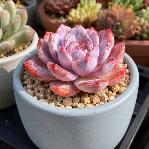 3 PCS Echeveria 'Pink Peony' Live Succulent Plant 1.5 Inch, Rare Rosette Succulent Bare Root No Pot, Low Maintenance Plant for Decorative Planters, Patio Garden Collection & Modern Living Spaces - Image 2