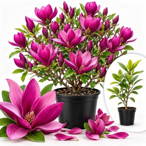 Ann Magnolia Tree Live Plant, Garden Flower Tree, 2.5 Inch Pot by GardenNurserySince1996