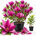Ann Magnolia Tree Live Plant, Garden Flower Tree, 2.5 Inch Pot by GardenNurserySince1996