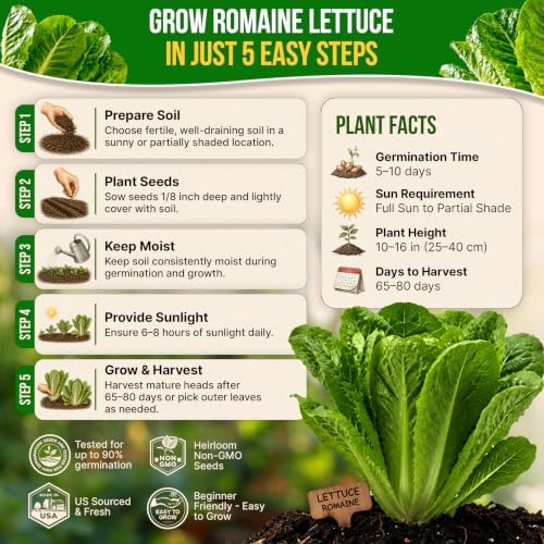 Lettuce Romaine Seeds 3 G - Over 2,600 Non-GMO Heirloom Lettuce Seeds for Planting Greens in Individual Seed Packet - Image 6