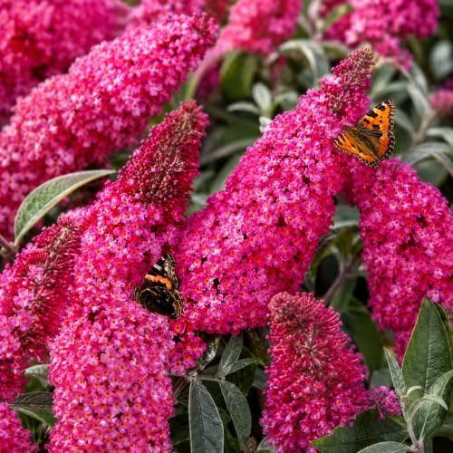 Buddleia Butterfly Bush Live Plant | 4 Inch Tall | Flowering Shrub with Deep Purple Blooms | Easy to Grow Plant for Outdoor Gardens, Borders & Pollinator Landscapes - Image 5