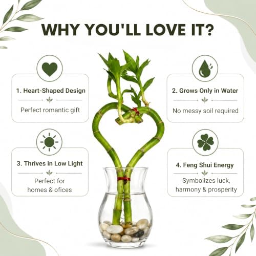 Lucky Bamboo Live Plant Heart Shaped, Zen Indoor Hydroponic Plant - Image 2