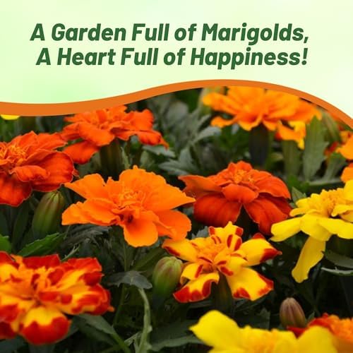 Outsidepride Durango Outback Mix French Marigold Seeds - 500 Pcs Annual, Compact, Heat & Drought Tolerant Flower Seeds for Planting w/Anemone Type Bicolor Blooms, Ideal for Vibrant Pollinator Gardens - Image 6