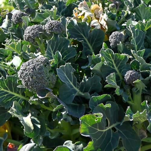 Seed Needs Calabrese Broccoli Seeds to Plant Heirloom & Non-GMO 5 Packs - Image 2