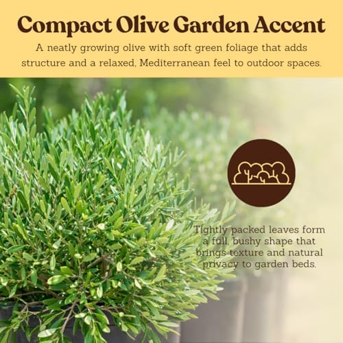 Olive Tree Live Plant, Dwarf Bonsai Starter, Indoor, 2in Pot, 5-Pack - Image 7