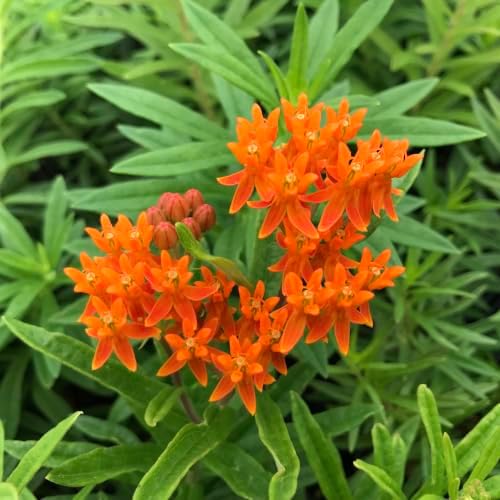 2 Orange Milkweed Live Plants 4-7 Inches, Asclepias Butterfly Milkweeds - Image 6