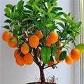 Bonsai Orange Tree Seeds, 20 Seeds to Grow a Delicious Fruit Bearing Bonsai Tree. by CZGrain