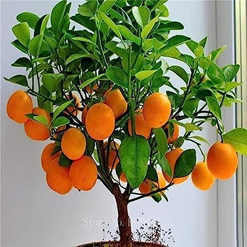 Bonsai Orange Tree Seeds, 20 Seeds to Grow a Delicious Fruit Bearing Bonsai Tree. by CZGrain