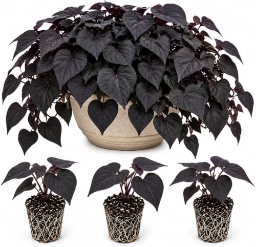 Ace of Spades Sweet Potato Vine Live Starter Plugs – Ipomoea Dark Purple Black Trailing Foliage – Ornamental Vine for Planters, 3 Plugs - Image 2