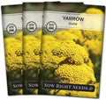 Sow Right Seeds - Gold Yarrow Seed for Planting a Perennial Herb Garden 3pk by SowRightSeeds