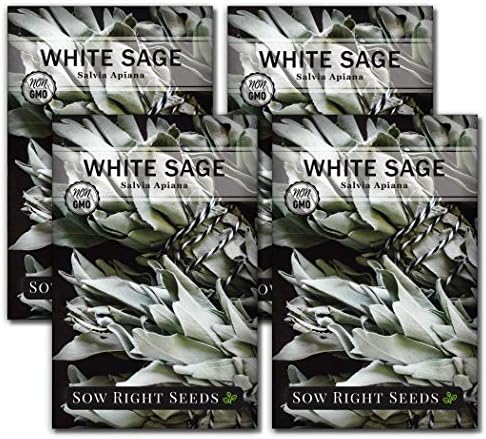 Sow Right Seeds - White Sage Seed for Planting Perennial Medicinal Herb 4pk by SowRightSeeds
