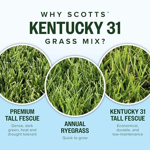 Scotts Kentucky 31 Grass Seed Mix, 20 lbs. - Image 5