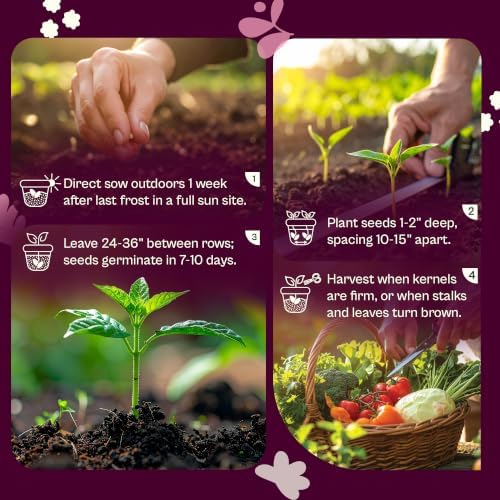 SVI 75 Blue Hopi Corn Heirloom Vegetable Seeds Zea mays Non GMO - Image 5
