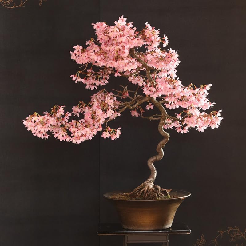Cherry Blossom Tree Live Plant, Outdoor Garden Tree, 2.5 Inch Pot - Image 6