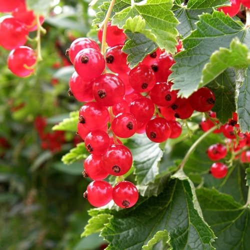 Red Currant Bush Live Plant, Cold Hardy Berry Shrub, 5-10" Tall - Image 6