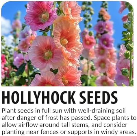 Hollyhock Seeds for Planting | 100 Seeds | Tall Colorful Garden Flowers - Image 5
