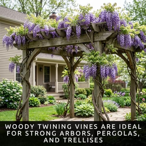5 American Wisteria Seeds | Wisteria Frutescens Native Flowering Vine - Image 5