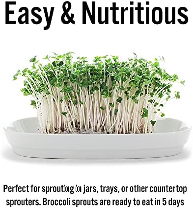 1 lb Broccoli Sprouting Seeds - Perfect for Sprouting & Microgreens, Rich in Sulforaphane, USA Grown (Resealable Bag) - Image 6