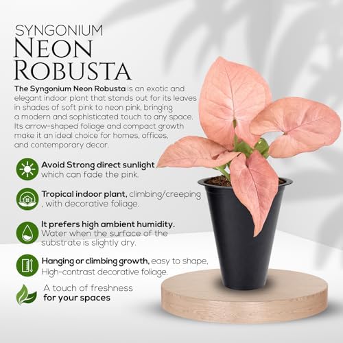 Syngonium Neon Robusta Plant (4 Pack) Live Starter Plants, Pink Arrowhead Vine Houseplants, Easy Care Indoor Tropical Plants Live, Colorful Foliage Plants - Image 2