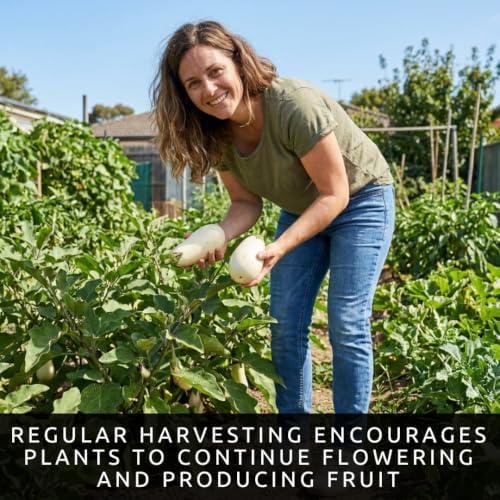 White Eggplant Seeds for Planting | 100 Seeds | White Garden Vegetable - Image 6
