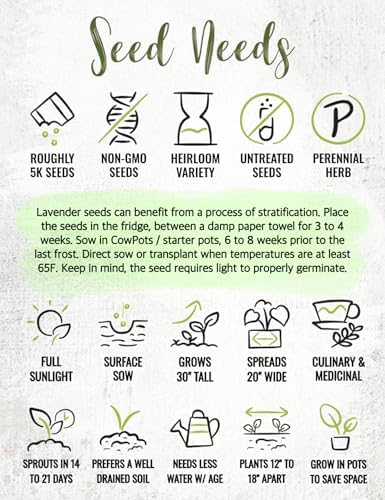 Seed Needs Vera Lavender Seeds to Plant Non-GMO & Heirloom Herbs XL Pack - Image 5