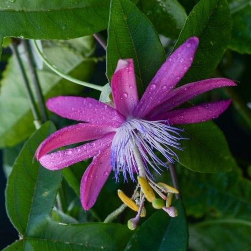 2 Lavender Passiflora Plants, Colorful Passion Flower Vines, 4-7'' Tall - Image 5
