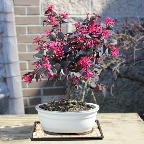 Brussel's Bonsai - Medium Live Bonsai Tree with Tray, Potted Indoor Plant - Image 6